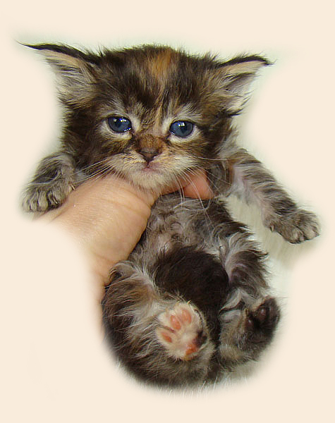     Catsvill County!   !    !       !!!    Catsvill County +7-926-544-74-09     .   ,   ,   ,    ,   ,  ,     ,   -,    ,   !